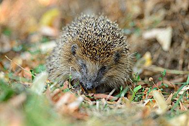 《黑神话：悟空》实体豪华典藏版泄露 820元起限量三万套